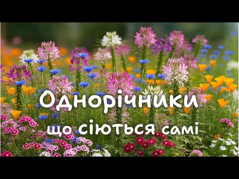 Видео: Однорічник які сіються самі.