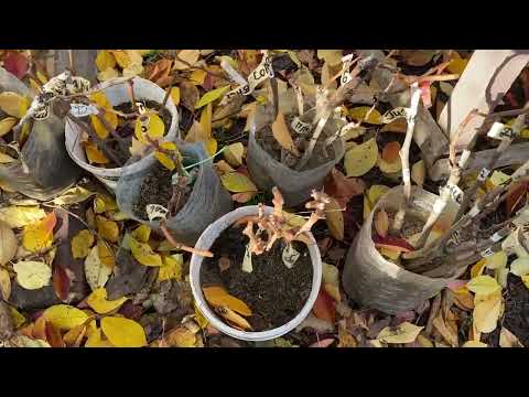 Видео: Выкопка саженцев винограда, показываю, какие они есть, фильм, как дополнение к Каталогу саженцев