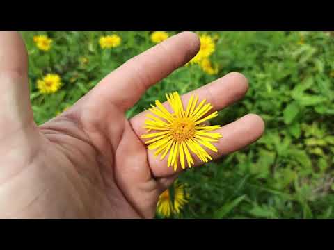 Видео: Обзор медоносов на нашей пасеке, 16 июля 2020, Пасека Старчевских