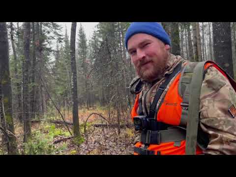 Видео: "Клуб охотников и рыболовов" 67 Охота с западно-сибирской лайкой день 1