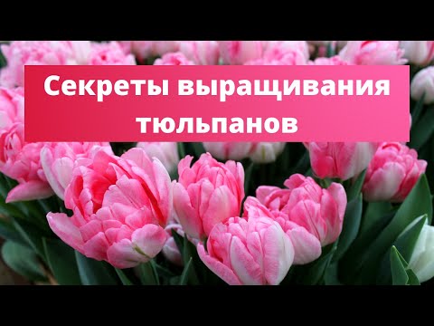 Видео: МАХРОВЫЕ ТЮЛЬПАНЫ САЖАЙТЕ ТОЛЬКО ТАК! | Удобрение и посадка луковичных культур