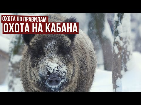 Видео: Охота на кабана // Охота по правилам. Выпуск 7