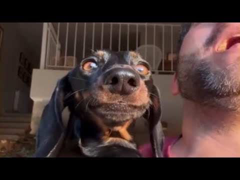 Видео: Время смотреть кино! 😂 ​​Самые смешные видео с собаками 2025 года 🐶😂 Гарантирован безостановочный...