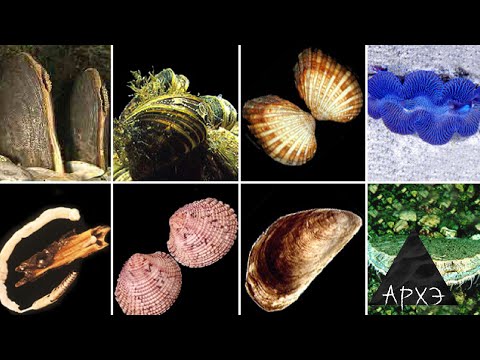 Видео: Максим Винарский: "Как были «изобретены» моллюски?"