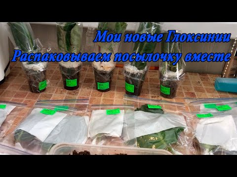 Видео: Мои новинки Глоксиний. Распечатываем посылочку вместе.