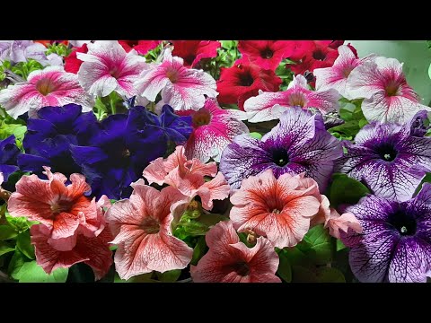 Видео: ПЕТУНИЮ ВЫРАЩИВАЮ КАЖДЫЙ ГОД НЕВЕРОЯТНАЯ КРАСОТА♥️СОРТА ПЕТУНИИ из семян