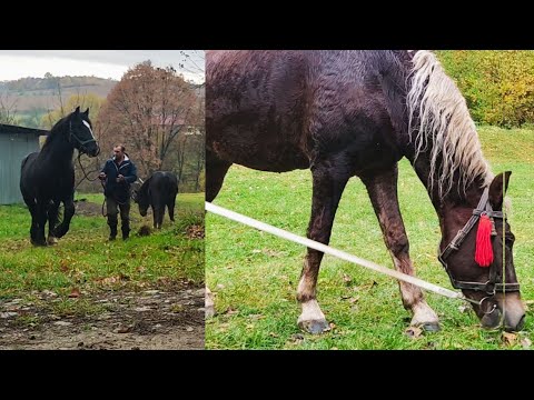 Видео: 💥Білогрива красуня на 🎯паровці в СОКРАТА