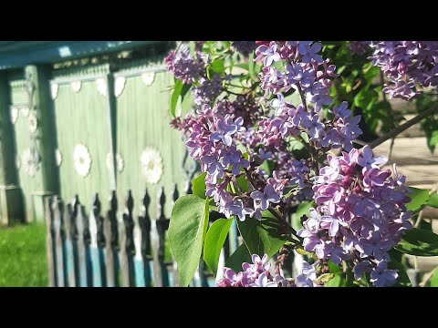 Видео: Весна в селе - трудности и радости // Внутренняя отделка стен дома // Участок и огород
