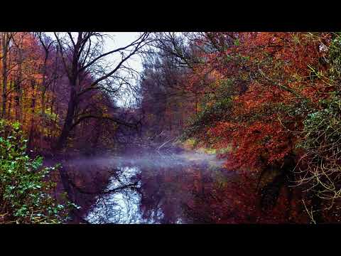 Видео: Звуки Природи для Твого Сну та Відпочинку| Звуки Лісу