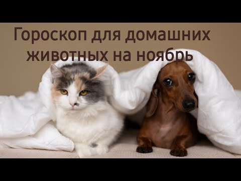 Видео: Гороскоп для домашних животных на ноябрь