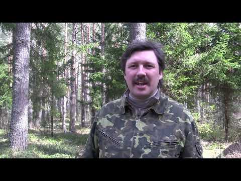 Видео: Первое знакомство с мхами