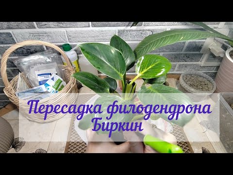 Видео: Пересадка филодендрона Биркин