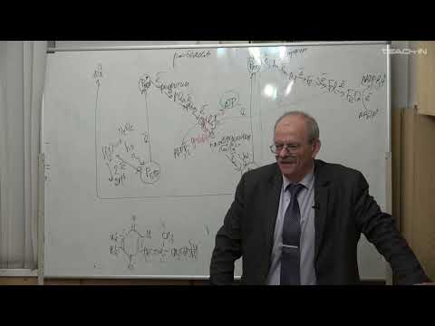 Видео: Гладилин А.К. - Биохимия - 17. Реакции ассимиляции. Цикл Кальвина