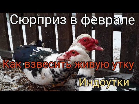 Видео: Сюрприз в Феврале. Чем проглистовать уток / Как взвесить живую утку без проблем / Индоутки