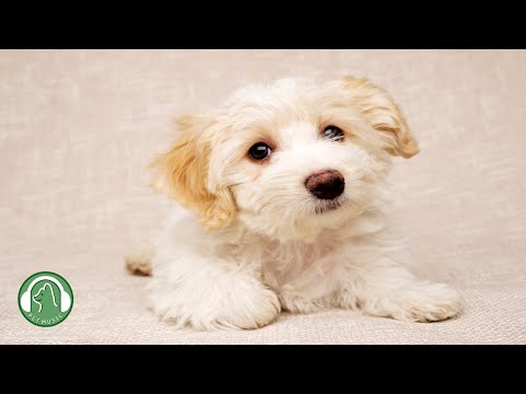 Видео: Музыка для сна для собак🐶Расслабляющая музыка, которая поможет вашей собаке заснуть