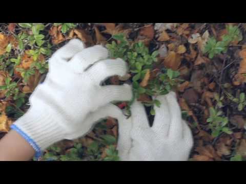 Видео: Фильм о компании "Вологодская ягода"