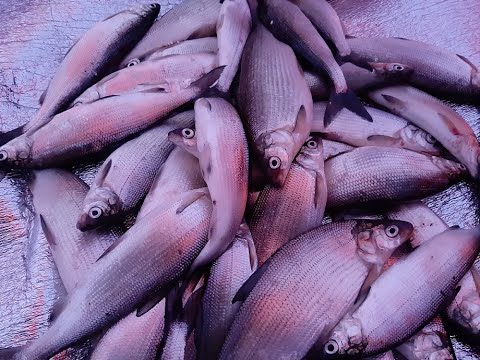 Видео: Акакульский сиг и рипус