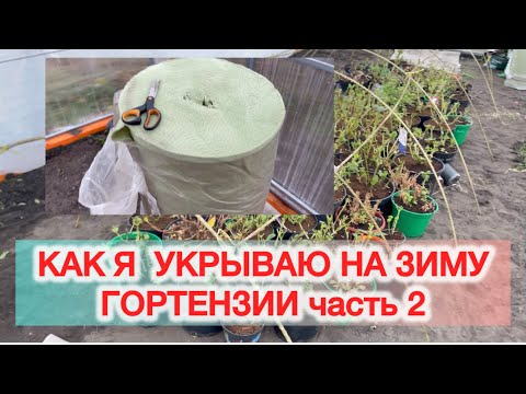 Видео: 🪴КАК ЗИМУЮТ МОИ КРУПНОЛИСТНЫЕ ГОРТЕНЗИИ В НЕОТАПЛИВАЕМОЙ ТЕПЛИЦЕ❄️❄️❄️