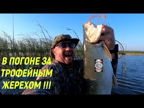 Видео: В ПОГОНЕ ЗА ТРОФЕЙНЫМ ЖЕРЕХОМ !!!#fishing #рыбалка #spinning