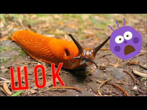 Видео: Гигантские СЛИЗНИ. Новая НАПАСТЬ. Избавиться нереально.