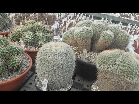 Видео: Виды маммилярий,цены  на кактусы..Mamillaria.343