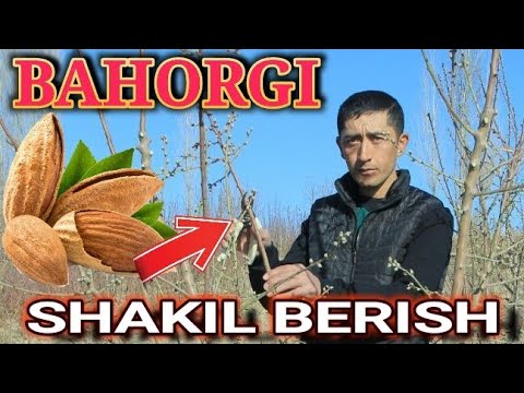 Видео: Mevali Daraxtlarga shakl berish.  BAHORGI (ОБРЕЗКА) Namangan viloyati Chortoq tumani.