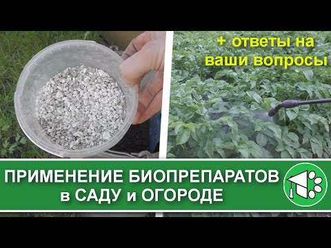 Видео: Как использовать биопрепараты для защиты растений (триходерму, боверию, метаризин) в саду и огороде