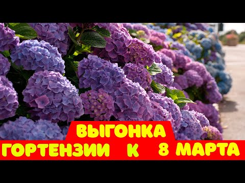 Видео: ВЫГОНКА ГОРТЕНЗИИ К 8 МАРТА /// ЦВЕТЫ К 8 МАРТА /// ЦВЕТЫ НА ПРАЗДНИК!!!