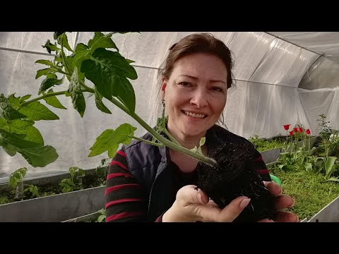 Видео: 21 апреля | САЖАЮ ТОМАТЫ БЕЗ ЗАМОРОЧЕК | ИДЕАЛЬНАЯ РАССАДА