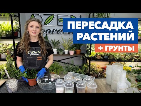 Видео: Пересадка комнатных растений и цветов » Декабрь 2024