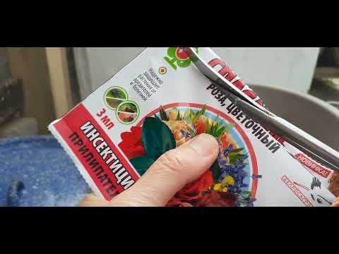 Видео: Спасаю розы.Мой розарий.