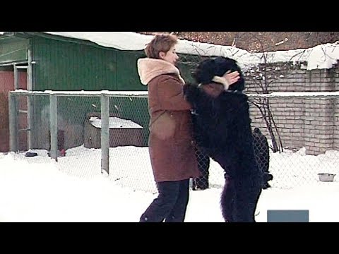 Видео: Хороший охранник и компаньон – чёрный терьер
