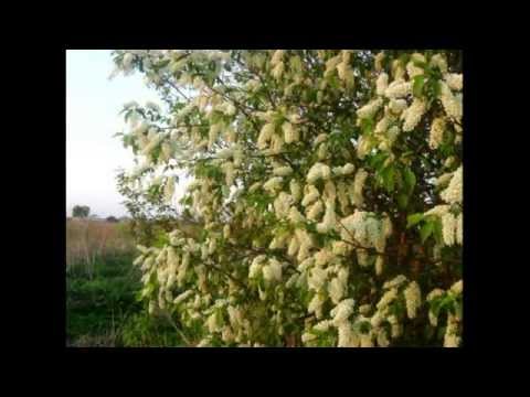 Видео: Виртуальная экскурсия по селу Красный Ватрас
