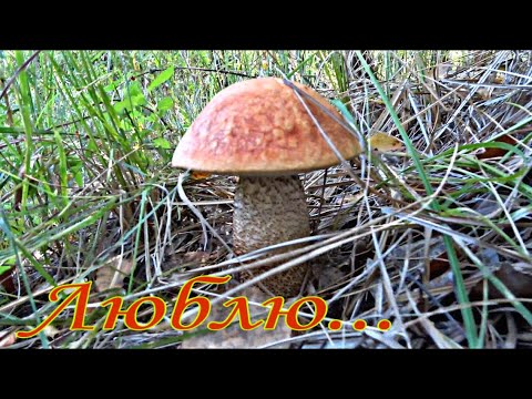 Видео: Грибы в сентябре. Нашел новое местечко.