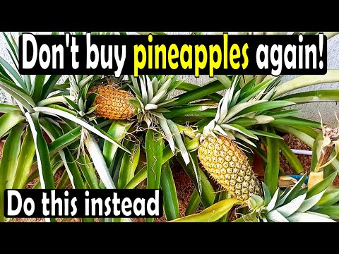 Видео: Как вырастить купленный в магазине ананас заново, используя верхушку, чтобы ускорить сбор урожая ...
