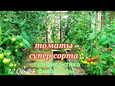 Видео: Томаты супер-новинки Завязывают без пропуска и спеют в июне.Неудачные сорта-зря посадила ОБЗОР.