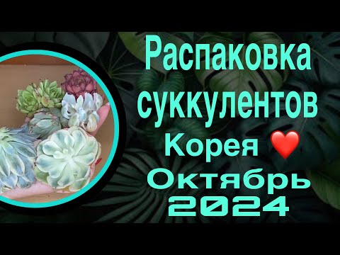 Видео: Распаковка суккулентов октябрь 🍁