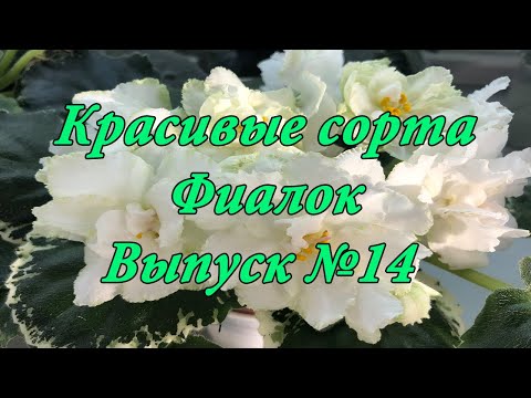 Видео: Красивые сорта Фиалок(Выпуск №14)
