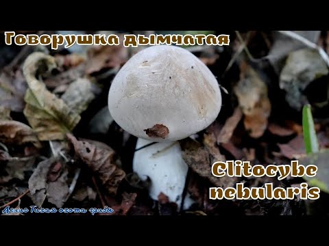 Видео: Говорушка дымчатая | Clitocybe nebularis