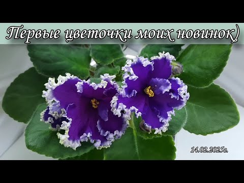 Видео: Цветение моих фиалок! Первые цветочки новинок🌷