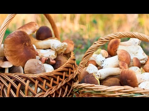 Видео: Ось це удача! Грибна знахідка року