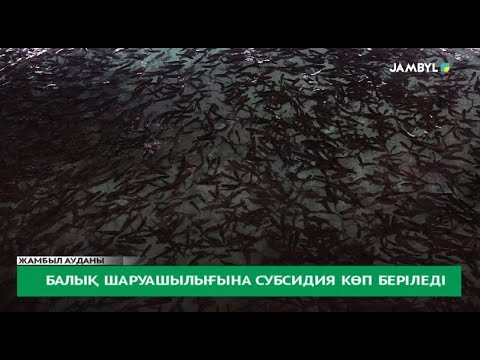 Видео: Балық шаруашылығына субсидия көп беріледі