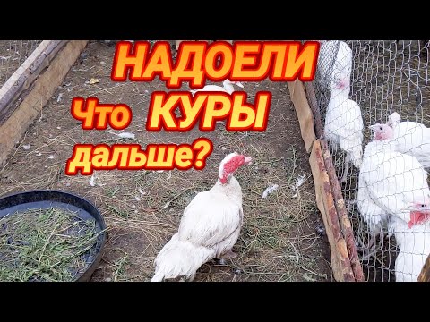 Видео: НАДОЕЛИ КУРЫ. Что дальше???