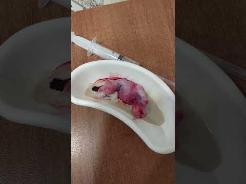 Видео: Стерилизация кошек...поздно.