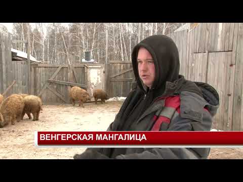 Видео: ВЕНГЕРСКАЯ МАНГАЛИЦА