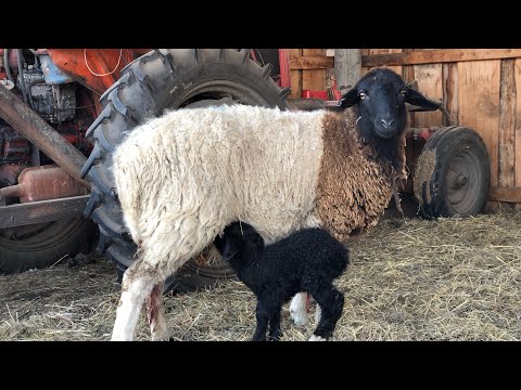 Видео: Первый окот в  2022 г.