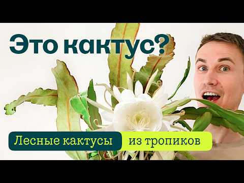 Видео: Кактусы из тропического леса. Эпифиллум Оксипеталум и Шлюмбергера усечённая — лесные кактусы.