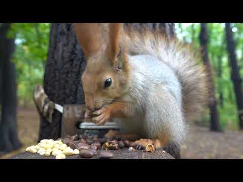 Видео: О гладибельной белке / A squirrel that can be petted