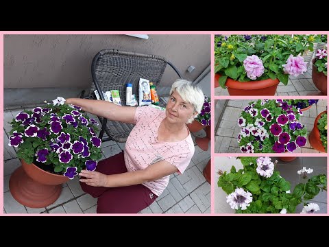Видео: ПЕТУНИЯ в моем саду. Сорта, их особенности и различия.