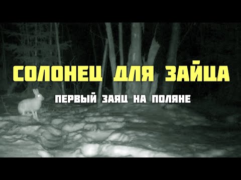 Видео: Солонец для зайца. Первый заяц на поляне.